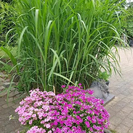 Bed & Breakfast Duangs Sleep'n Go *