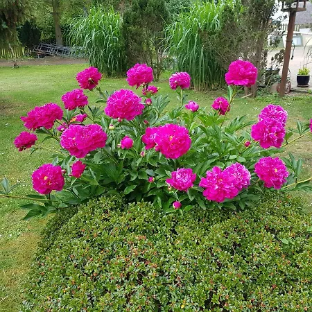 住宿加早餐酒店 Duangs Sleep'n Go Faxe