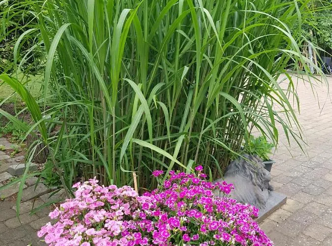 Bed & Breakfast Duangs Sleep'n Go *