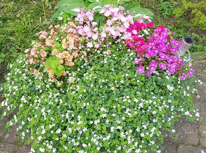 Duangs Sleep'n Go Bed & Breakfast Faxe